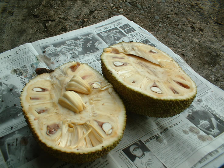 菠萝蜜 bōluómì 1